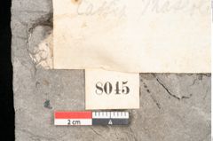 Foto (Detailansicht) von Cassia phaseolites Unger (NHMW-GEO-2024-0188-8045)